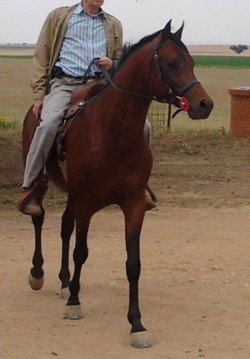 NIGAS DE NAUTIAC - Arabier 2007 ,  NUREK DE NAUTIAC