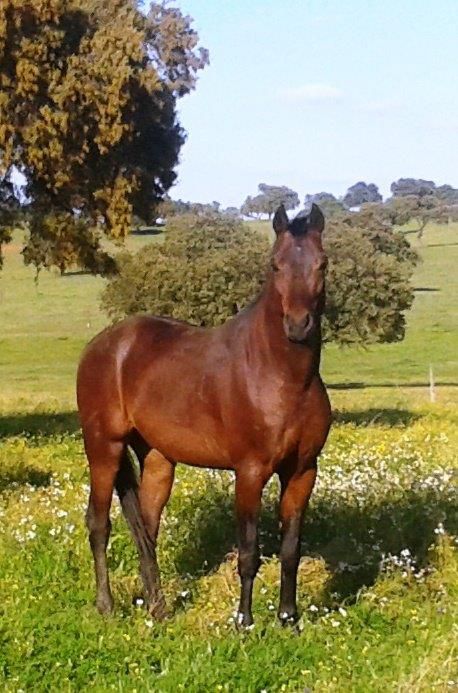 NIGAS DE NAUTIAC - Arabier 2007 ,  NUREK DE NAUTIAC