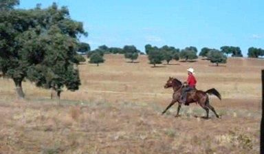 NIGAS DE NAUTIAC - Arabier 2007 ,  NUREK DE NAUTIAC