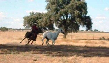 NIGAS DE NAUTIAC - Arabier 2007 ,  NUREK DE NAUTIAC