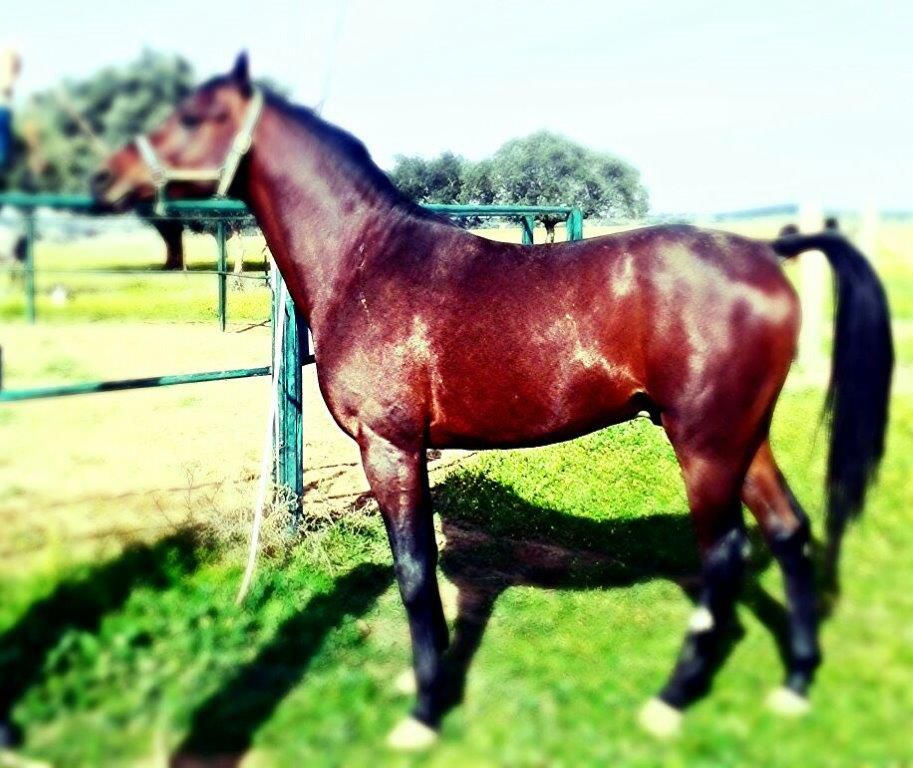 NIGAS DE NAUTIAC - Arabier 2007 ,  NUREK DE NAUTIAC