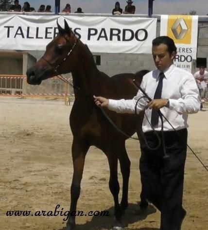 NIGAS DE NAUTIAC - Arabier 2007 ,  NUREK DE NAUTIAC