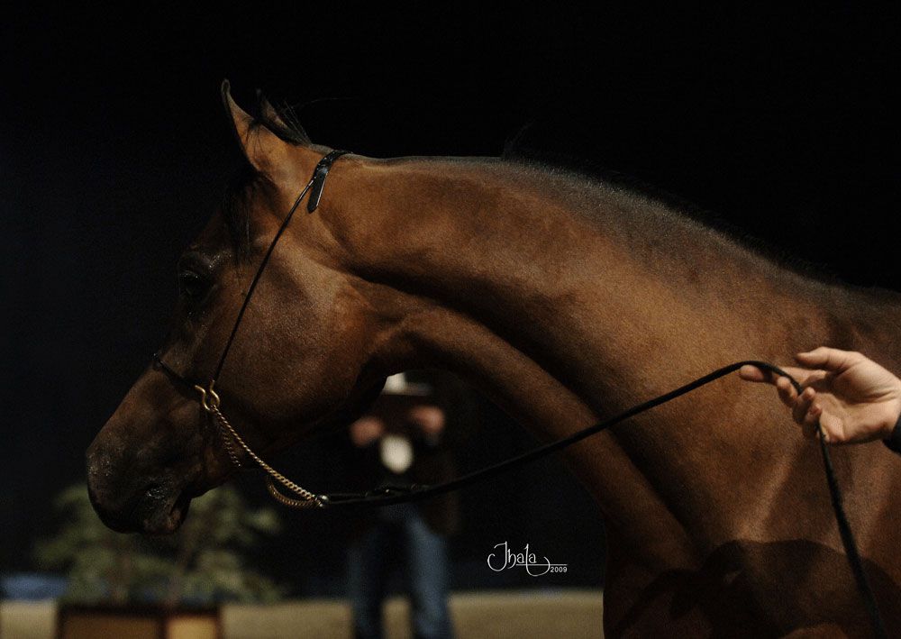 NIGAS DE NAUTIAC - Arabier 2007 ,  NUREK DE NAUTIAC