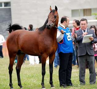 NIGAS DE NAUTIAC - Arabier 2007 ,  NUREK DE NAUTIAC