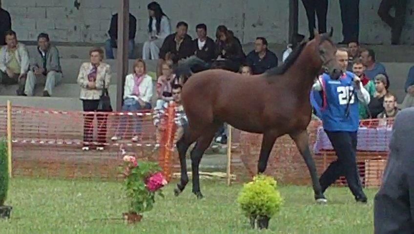 NIGAS DE NAUTIAC - Arabier 2007 ,  NUREK DE NAUTIAC
