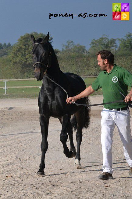 JOYSTICK DES MARRONNIERS (BEL) - New Forest 2012 ,  MIKEL (NLD)