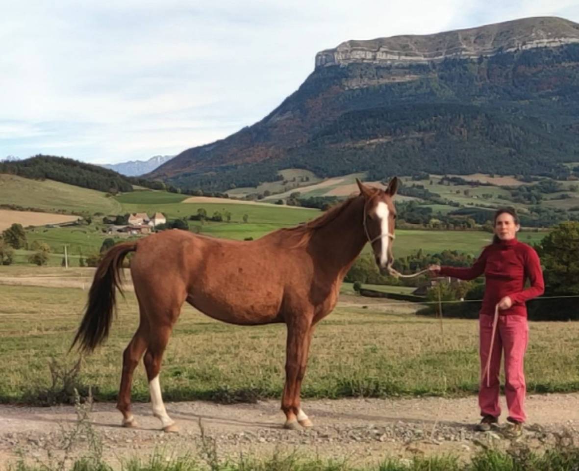 Merrie Akhal-Teke Te koop 2017 Vos ,  Raymar, AT