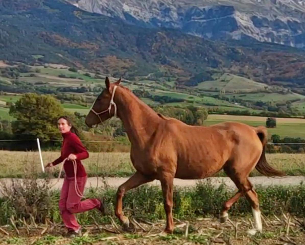 Merrie Akhal-Teke Te koop 2017 Vos ,  Raymar, AT