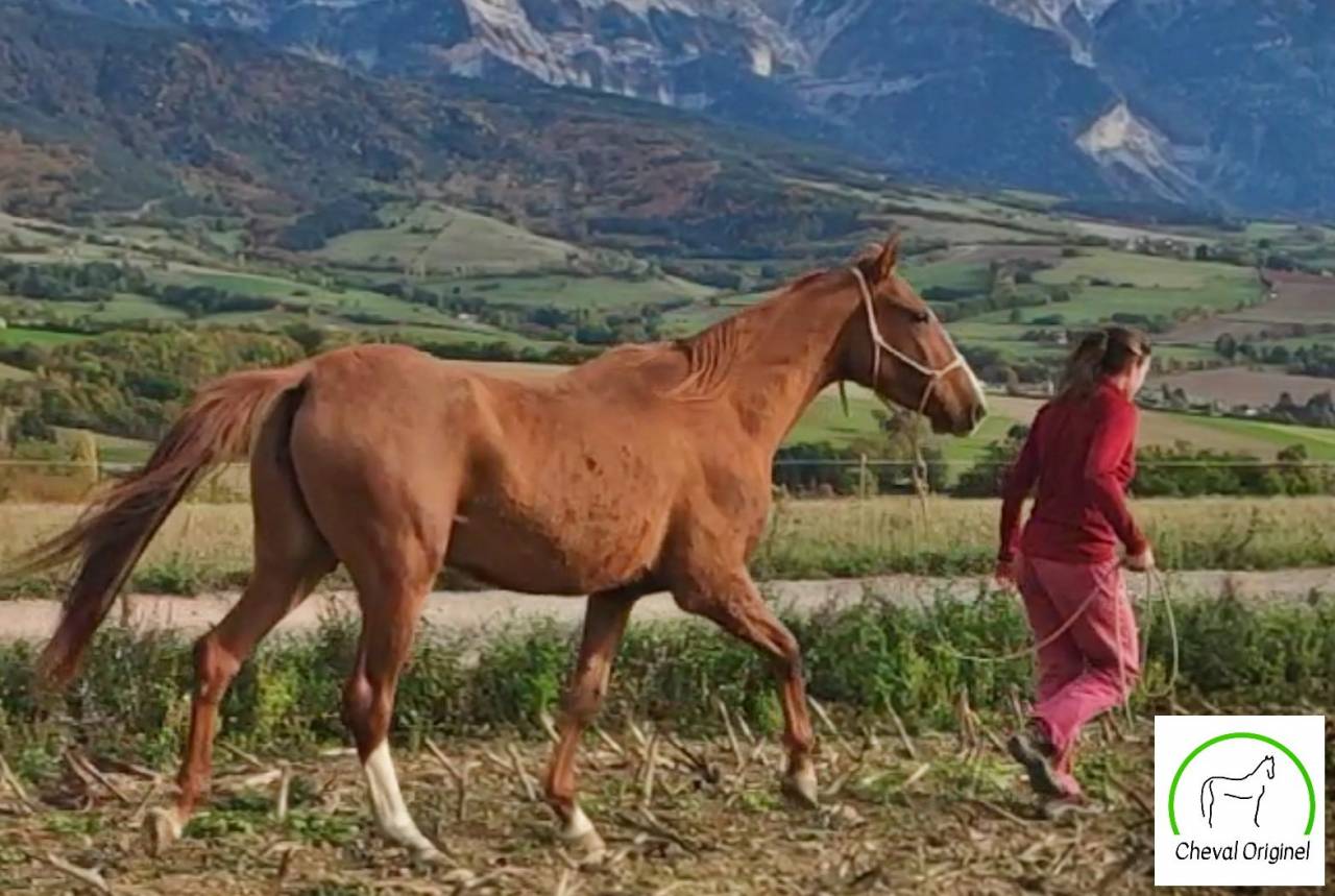 Merrie Akhal-Teke Te koop 2017 Vos ,  Raymar, AT