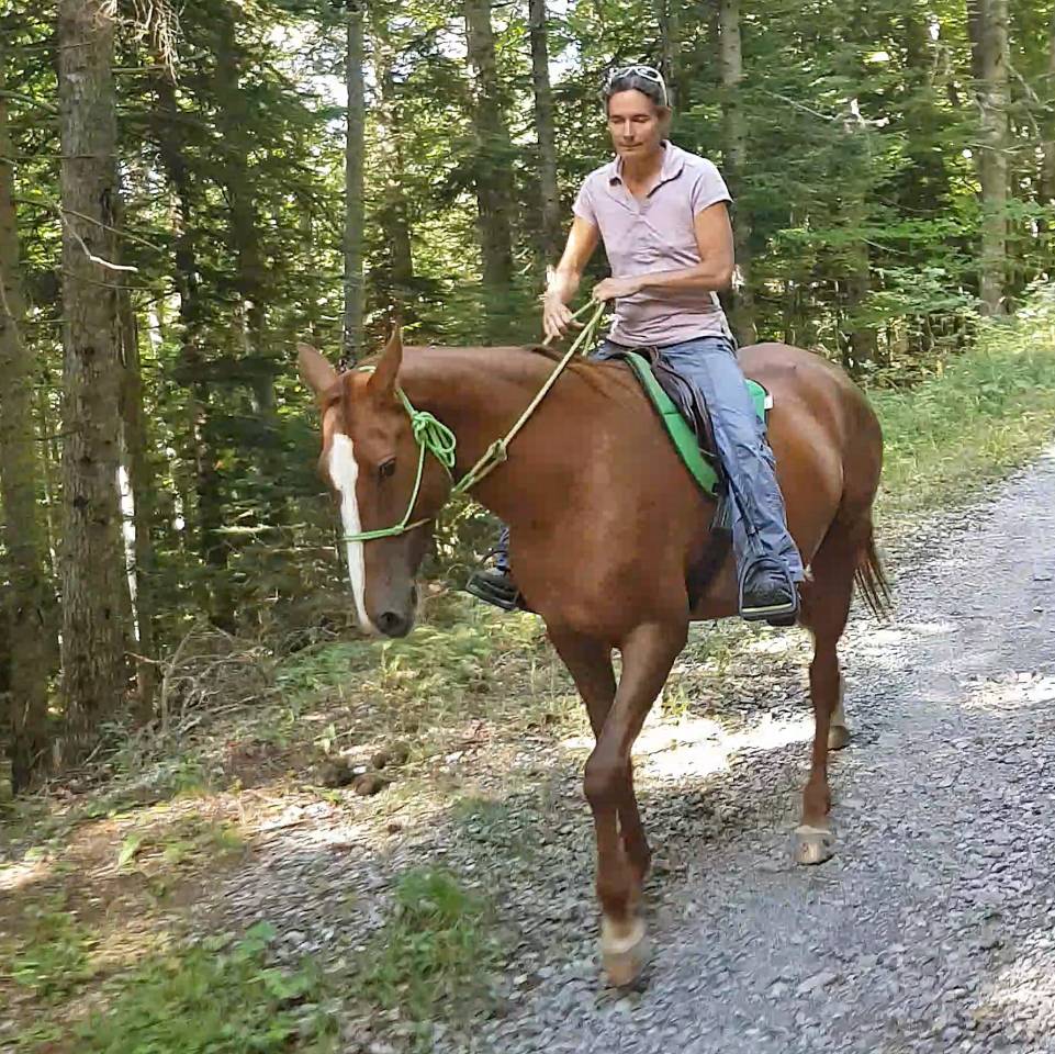 Merrie Akhal-Teke Te koop 2017 Vos ,  Raymar, AT