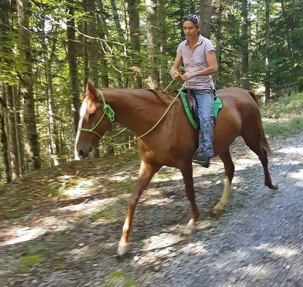 Merrie Akhal-Teke Te koop 2017 Vos ,  Raymar, AT