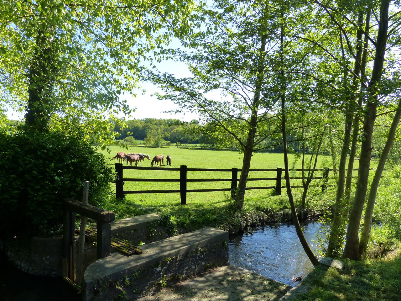 Eigenaren stal Koop Eure