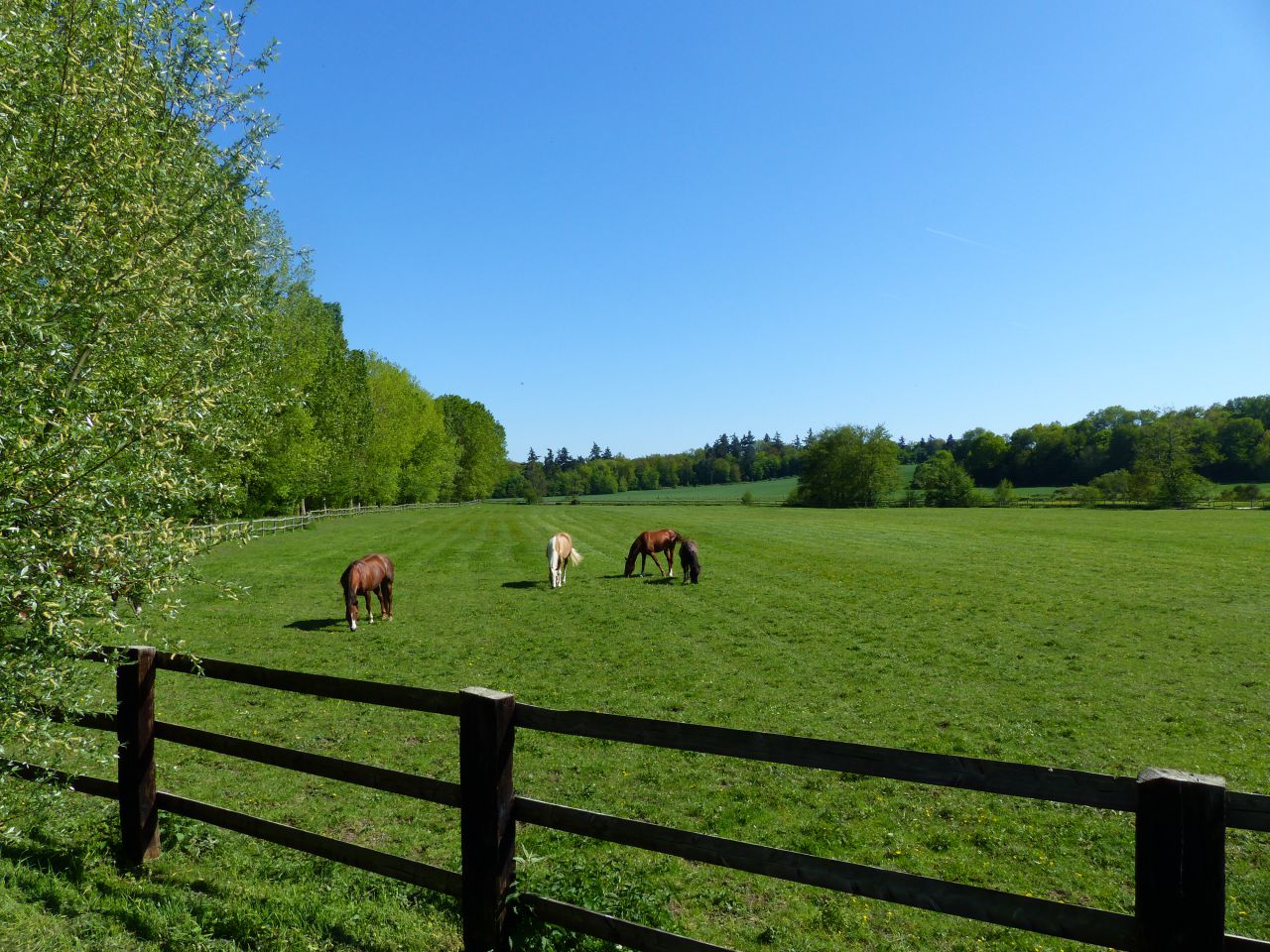 Eigenaren stal Koop Eure