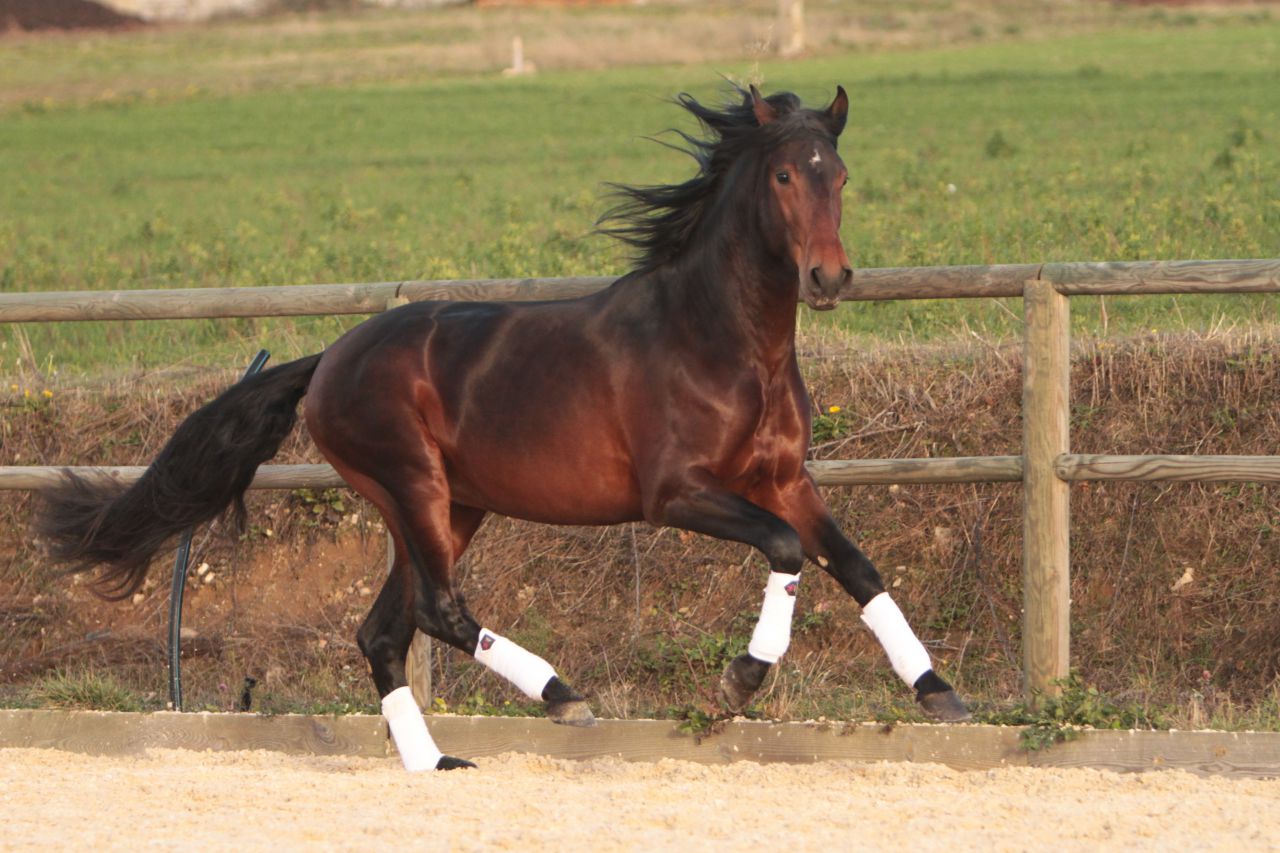 FAUSTO DE LA COMBE - PRE Puur Ras Spaans 2015 ,  TENORIO DE VERLIN