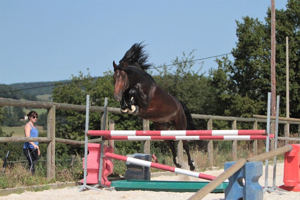 FAUSTO DE LA COMBE - PRE Puur Ras Spaans 2015 ,  TENORIO DE VERLIN