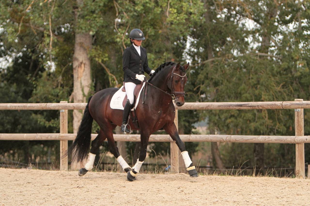 FAUSTO DE LA COMBE - PRE Puur Ras Spaans 2015 ,  TENORIO DE VERLIN