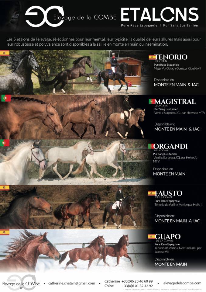 FAUSTO DE LA COMBE - PRE Puur Ras Spaans 2015 ,  TENORIO DE VERLIN