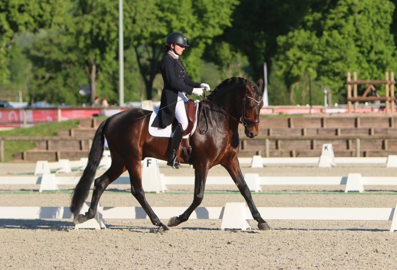 FAUSTO DE LA COMBE - PRE Puur Ras Spaans 2015 ,  TENORIO DE VERLIN