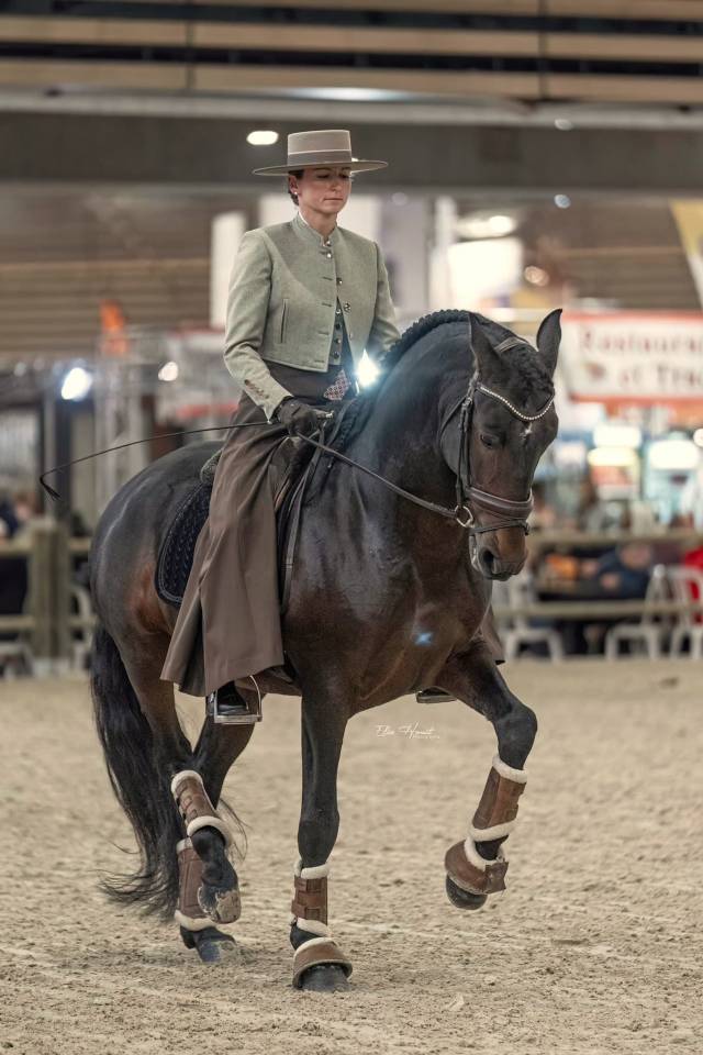 FAUSTO DE LA COMBE - PRE Puur Ras Spaans 2015 ,  TENORIO DE VERLIN