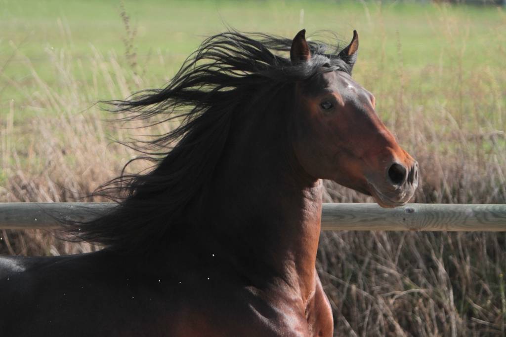 FAUSTO DE LA COMBE - PRE Puur Ras Spaans 2015 ,  TENORIO DE VERLIN