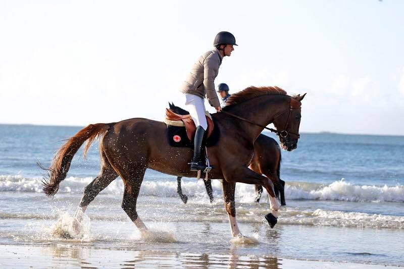 Quabri de l'Isle - Selle Français 2004