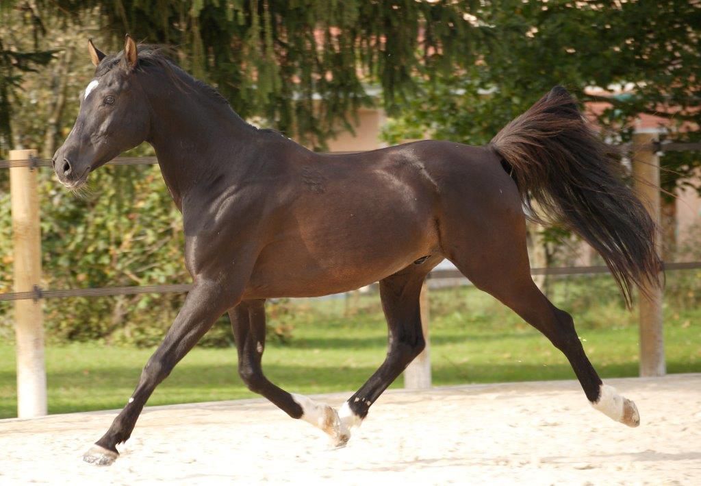 O'BAJAN NABIL P - Shagya Arabier 2000 ,  3282 O'BAJAN XVIII-5