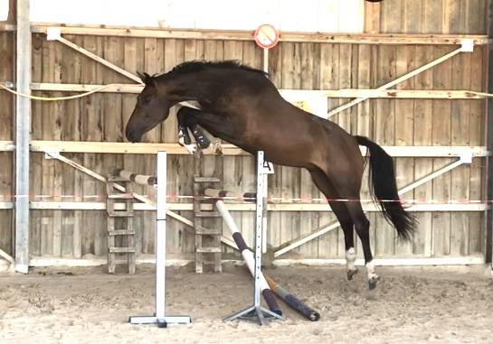 Ruin Selle Français Te koop 2018 Donker bruin / bai