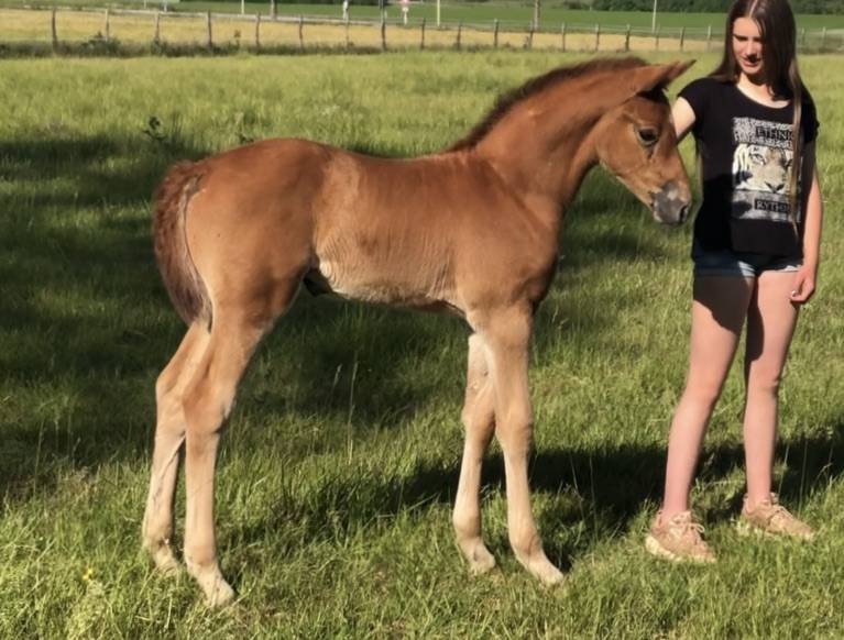 Ruin Selle Français Te koop 2018 Donker bruin / bai