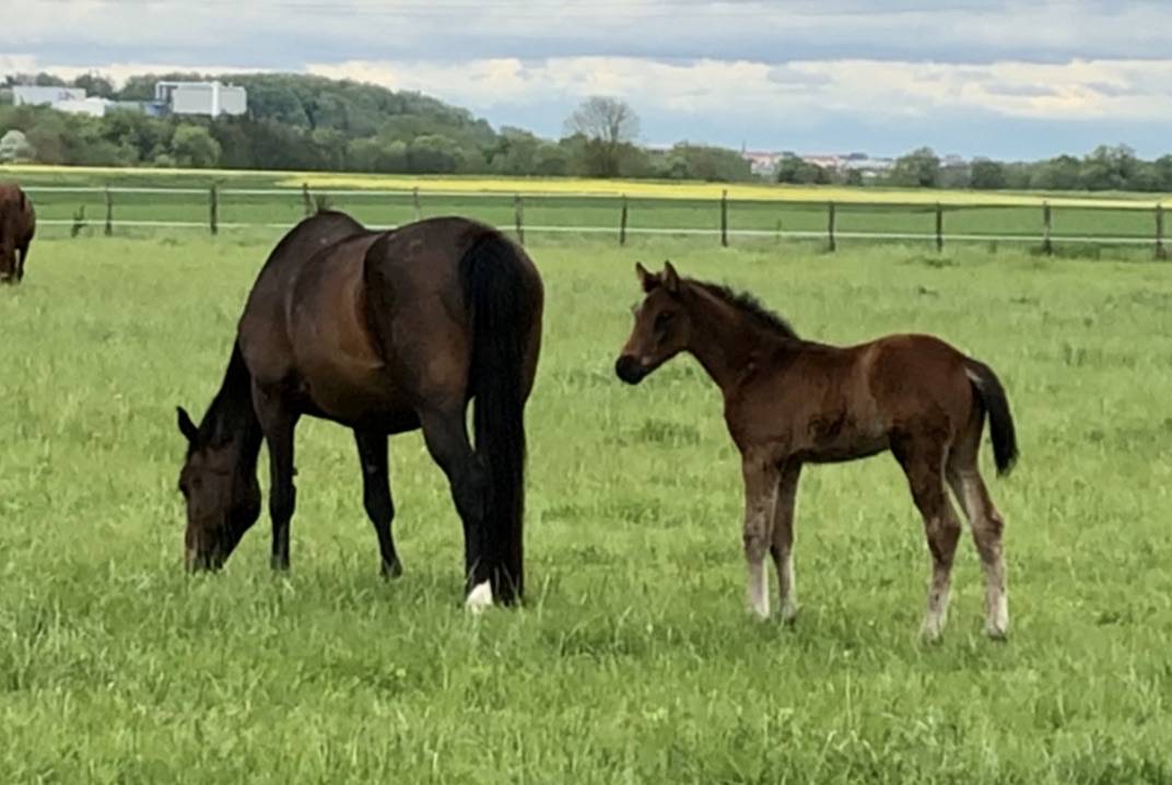 Ruin Selle Français Te koop 2018 Donker bruin / bai