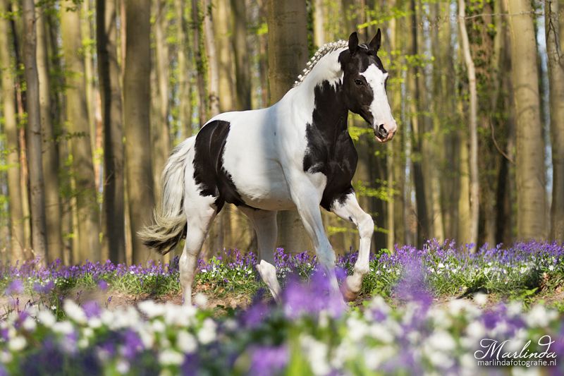 Frison / Barock Pinto - Fries 2010