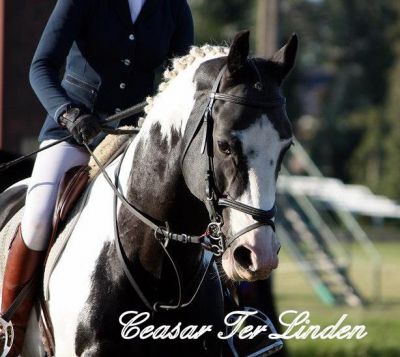 Frison / Barock Pinto - Fries 2010