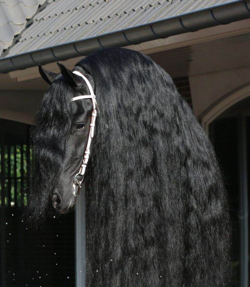 Frison / Barock Pinto - Fries 2010