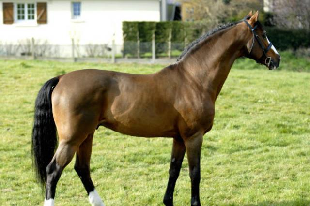 Lando - Deens sportpaard 1988 ,  LANCIER