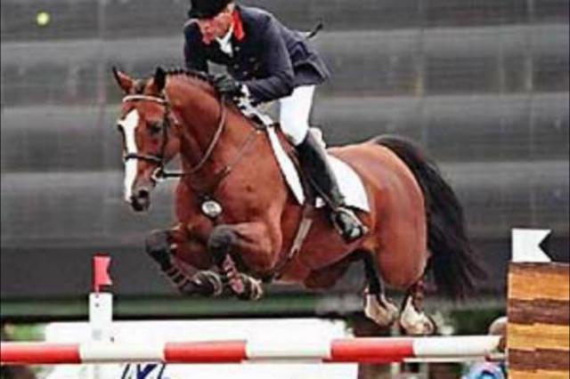 Lando - Deens sportpaard 1988 ,  LANCIER