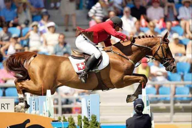 Tinka's Boy - KWPN Nederlands sportpaard 1989 ,  ZUIDPOOL