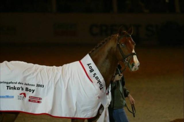 Tinka's Boy - KWPN Nederlands sportpaard 1989 ,  ZUIDPOOL