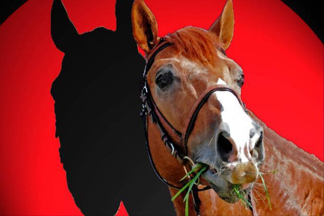 Tinka's Boy - KWPN Nederlands sportpaard 1989 ,  ZUIDPOOL