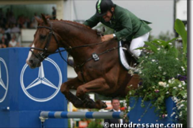 Tinka's Boy - KWPN Nederlands sportpaard 1989 ,  ZUIDPOOL