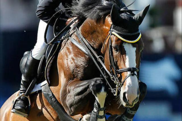 Plot Blue - KWPN Nederlands sportpaard 1997 ,  MR BLUE