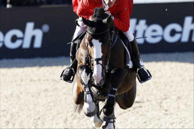 Plot Blue - KWPN Nederlands sportpaard 1997 ,  MR BLUE