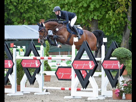 Million Dollar - BWP Belgisch volbloed 2012 ,  PLOT BLUE