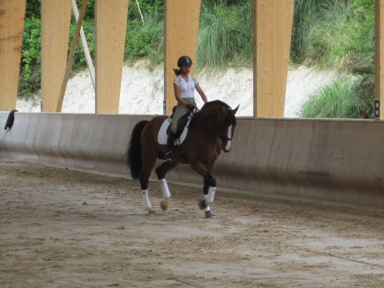 Don Quichot - BWP Belgisch volbloed 2000 ,  QUITE EASY