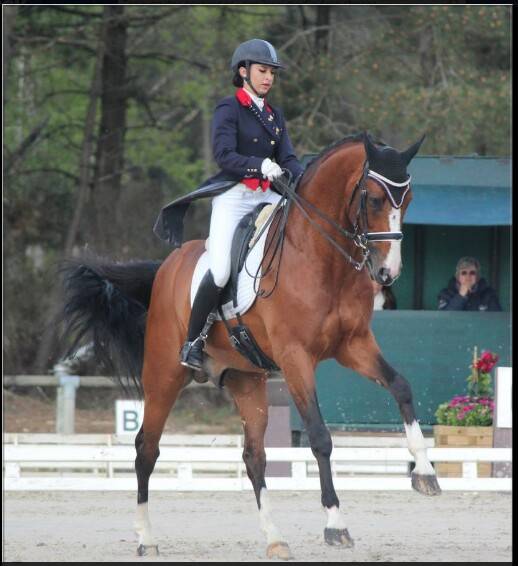 Don Quichot - BWP Belgisch volbloed 2000 ,  QUITE EASY