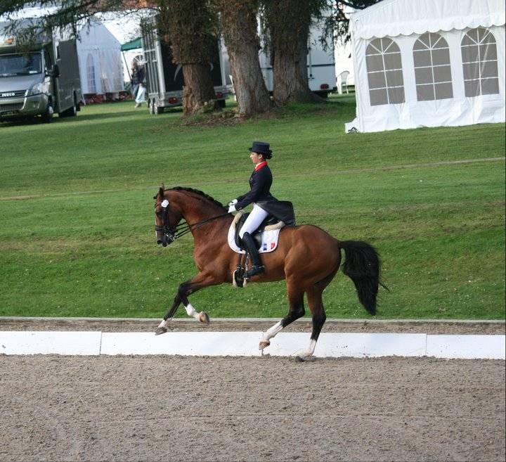 Don Quichot - BWP Belgisch volbloed 2000 ,  QUITE EASY