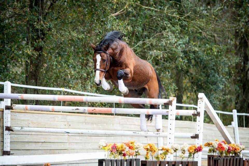 Don Quichot - BWP Belgisch volbloed 2000 ,  QUITE EASY