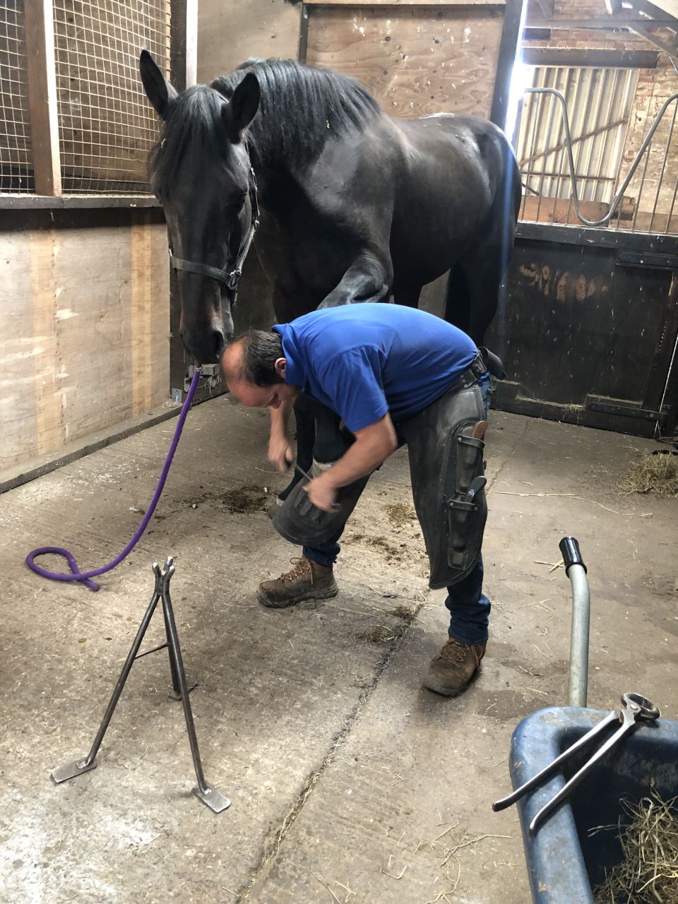 Ruin AES Anglo European Studbook Te koop 2016 Bruin / Bai ,  Lynwood Constitution