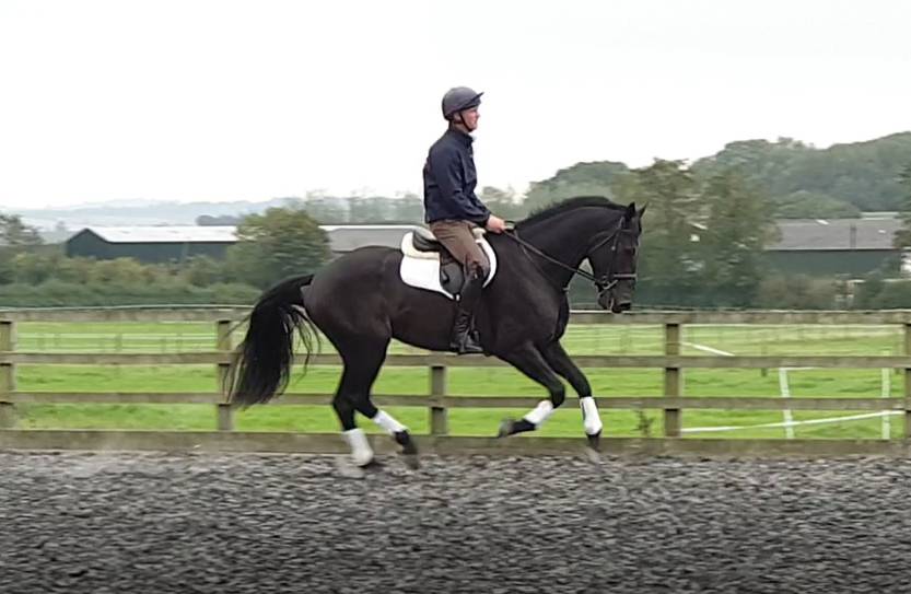 Ruin AES Anglo European Studbook Te koop 2016 Bruin / Bai ,  Lynwood Constitution