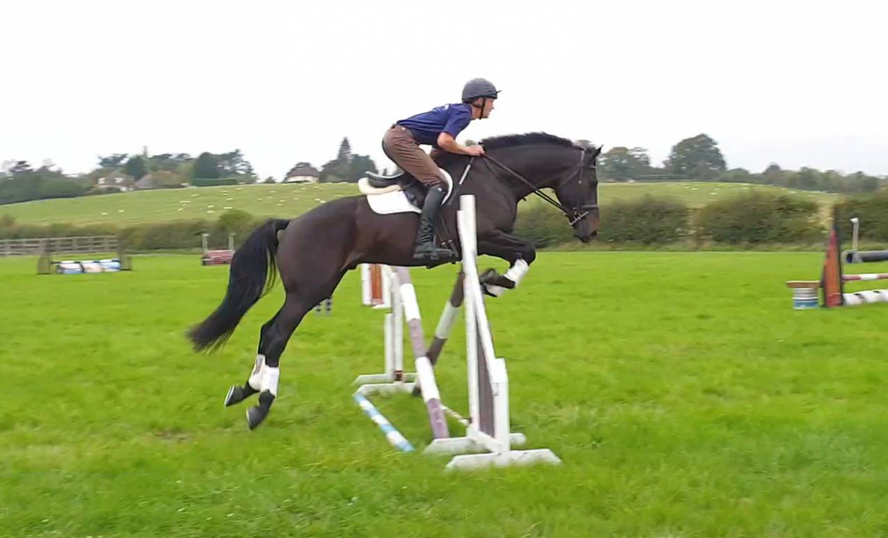 Ruin AES Anglo European Studbook Te koop 2016 Bruin / Bai ,  Lynwood Constitution