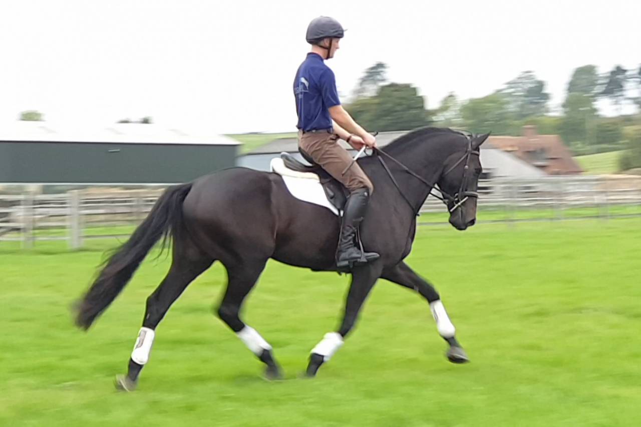 Ruin AES Anglo European Studbook Te koop 2016 Bruin / Bai ,  Lynwood Constitution