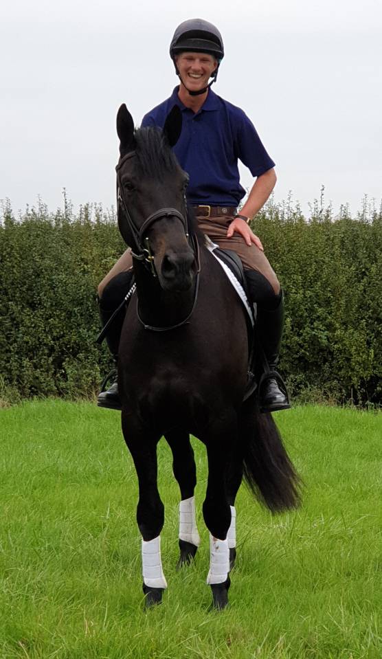 Ruin AES Anglo European Studbook Te koop 2016 Bruin / Bai ,  Lynwood Constitution